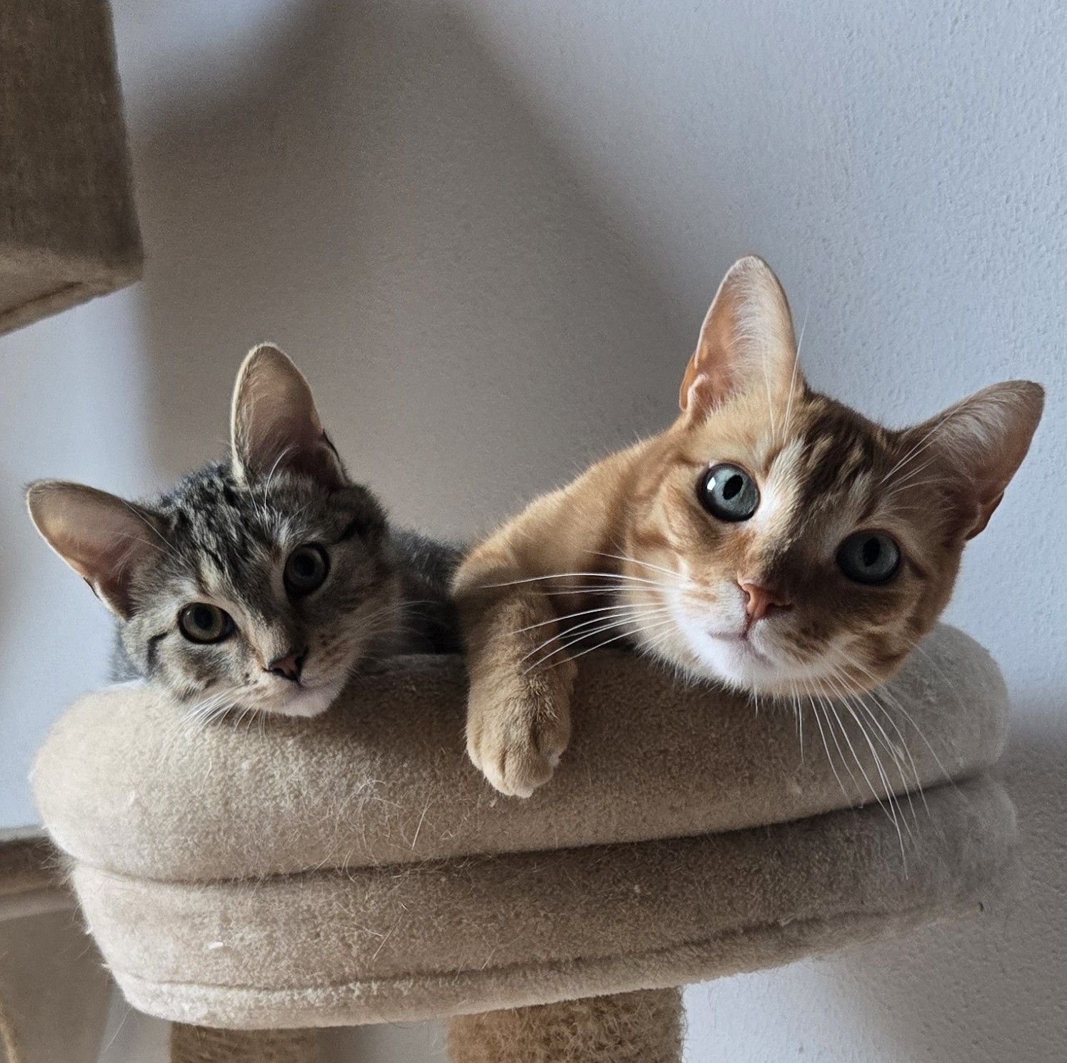 B&F Animal Care Kattenoppas Barendrecht - Professionele kattenverzorging aan huis